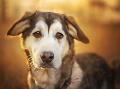 Житель Краснодара поджег пса на глазах у 6-летней дочери 