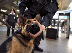 Приезжие рассказали, как можно провезти бомбу на вокзал Краснодара