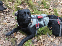 У поисково-спасательной службы пропала собака
