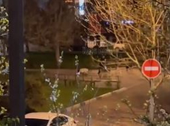 В Юбилейном микрорайоне Краснодара стая собак напала на мужчину с ребенком