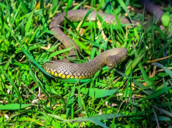 Зверье мое: где живет на Кубани самая злобная змея-желтобрюх