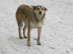 В Краснодаре бродячая собака спасла школьника от жуткой смерти: мальчика прищемило дверцами автобуса