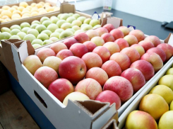 На Кубани завершают реконструкцию комплекса по переработке овощей и фруктов