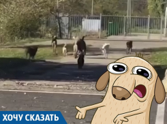 Нашествие собак: краснодарцы боятся за своих детей