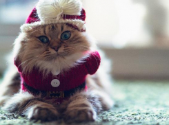 С -12 градусов начнется рабочая неделя на Кубани