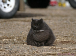  На Кубани задует сильный ветер 