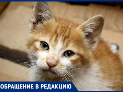 «Грустно видеть разочарованных детей», - краснодарцам мешает приют для котенка, который устроили подростки 