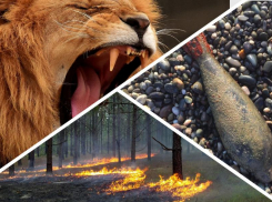 Нападение льва на ребенка, адская жара и задержание замначальника Южной таможни: итоги субботы на Кубани 