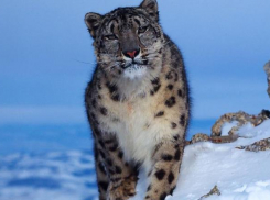 Зверье мое: правила общения с леопардами начал распространять среди кубанцев WWF