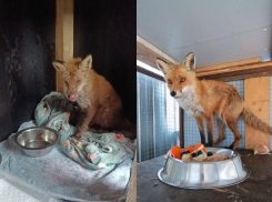 Истощенную лису спасли в Краснодарском крае