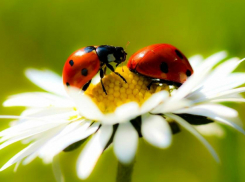 Новая неделя на Кубани начнется с солнца и ясного неба