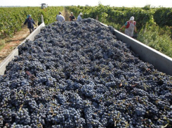  На Кубани собрали 207 тысяч тонн винограда 