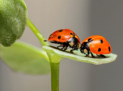 Эксперт объяснил феномен появления «армии» божьих коровок в Анапе