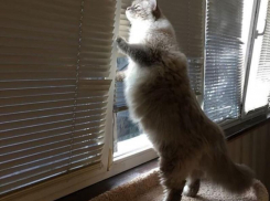 Снегопад 2.0: в Краснодаре ожидается еще один день с непогодой