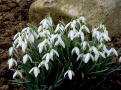 Полиция Кубани объявила охоту на продавцов первоцветов