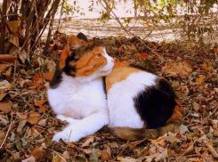 Начало выходных на Кубани многообещающее: будет тепло и солнечно