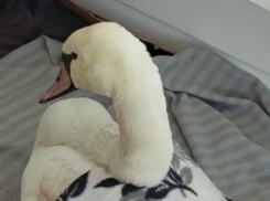 Спасённый краснодарцами лебедь погиб 