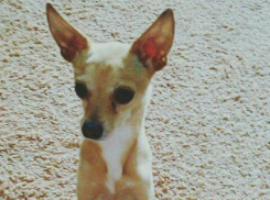 В Краснодаре на глазах у детей мужчина убил ногой собаку