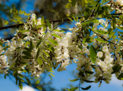 В Отрадненском районе подожгли лесополосу с белыми акациями