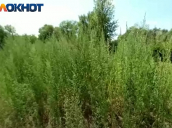 В Краснодаре 708 человек заставили косить амброзию