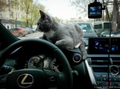 «Подаренный» «Лексус» вернули автосалону в Краснодаре из Кабардино-Балкарской республики