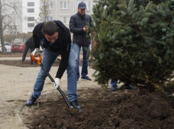  Мэр Первышов посадил несколько деревьев под Краснодаром 