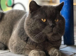 В Краснодаре утром 6 июля возможен дождь