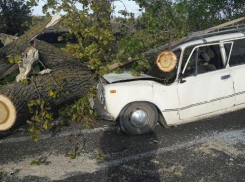 Рухнувшее в Краснодаре дерево раздавило «копейку»
