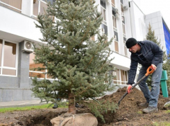 Администрация Краснодара не заметила паразитов у себя «под носом»
