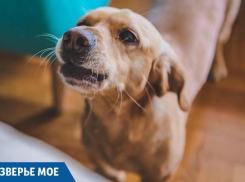 Собака спасла краснодарку от горящего смартфона