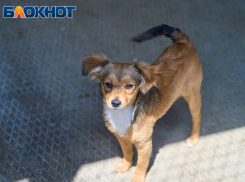 Очередной плановый отлов бродячих собак стартовал в Краснодаре 