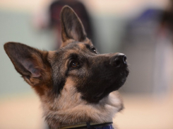 Кубанская овчарка Бриджит нашла похитителя водяного насоса