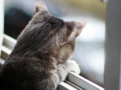  Тепло и без дождей будет на Кубани в субботу 