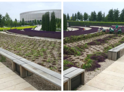 «Замученный» шалфей убрали в парке «Краснодар»