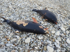 Грязные заводы спровоцировали массовую смерть дельфинов в Туапсе