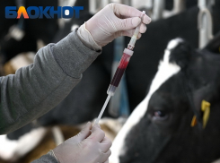 Вспышка опасной инфекции произошла в двух хозяйствах на Кубани