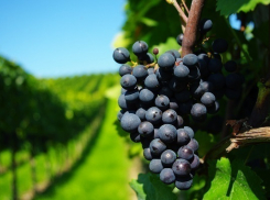 Новороссийск станет центром винного туризма на Кубани 