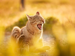 Весенняя погода закрепит свои позиции на Кубани 