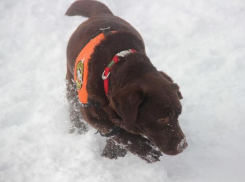 На «Розе Хутор» тренировались спасать людей кинологи Краснодарского края