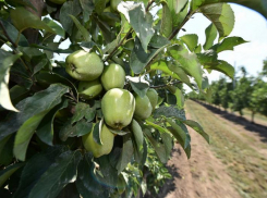 Более 400 предприятий на Кубани занимаются садоводством