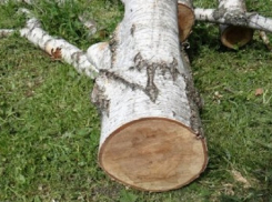 В Чистяковской роще срубили около двух десятков берез 