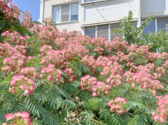 Актуальный Краснодар сегодня: Омельянов день. Без осадков и до +33. Поздравляем Якубовича и африканских женщин, едим авокадо и идем в баню 