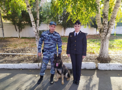 Полицейская овчарка Тайра помогла найти пропавшую на Кубани женщину по запаху