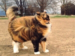 На Кубани снова будут дуть ураганные ветры 