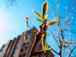 Тепло постепенно возвращается на Кубань