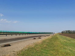 Убивший 16 диких кабанов краснодарец сослался на религиозные убеждения