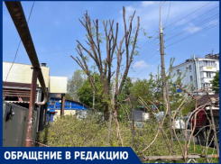 Краснодарку возмутила обрезка деревьев на улице Димитрова