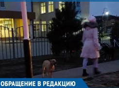  Бродячие собаки сделали домом краснодарскую школу и теперь терроризируют детей 