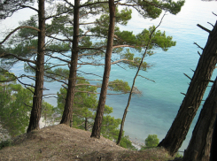 Экологи обвинили туристов в исчезновении древних лесов Геленджика и Новороссийска