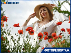 Огромное маковое поле расцвело в Краснодаре